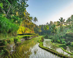 برنامج إندونيسيا